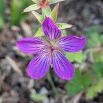 Geranium wlassovianum Çiçek