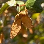 Acer sempervirens Fruit