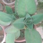 Kalanchoe ceratophylla Folha