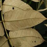 Polyscias fulva Blatt