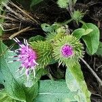 Arctium minusFlower