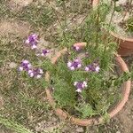 Linaria maroccanaŽiedas