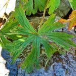 Geranium erianthum Hoja