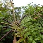 Cyathea cicatricosa ഇല