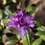 Rhododendron russatum Kvet