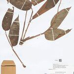 Ischnosiphon puberulus Hoja