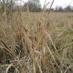 Miscanthus sinensis Цвят