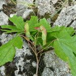 Acer campestre फल