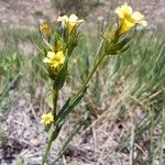 Linum strictum Flower