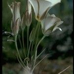 Calochortus bruneaunis ᱵᱟᱦᱟ