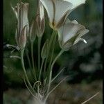 Calochortus bruneaunis Fiore