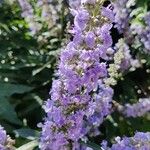 Vitex agnus-castusപുഷ്പം