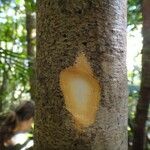 Harpullia austrocaledonica 樹皮
