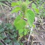 Acalypha alopecuroidea Fruit