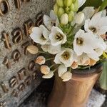 Ornithogalum thyrsoides Flower