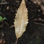 Quercus lancifolia Φύλλο