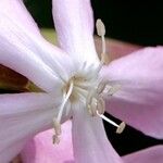 Saponaria officinalis Mosusu