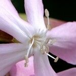 Saponaria officinalis Autre