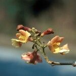 Gmelina arborea Floare