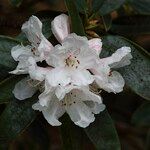 Rhododendron adenogynum Flower