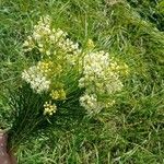 Asclepias verticillata फूल