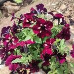 Petunia spp. Flors