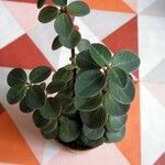 Peperomia verticillata Plante entière