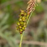 Carex liparocarpos Fruit