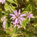 Phlomis herba-ventiBlodyn