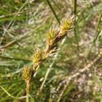 Carex leporinaΛουλούδι