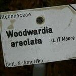 Woodwardia areolata Egyéb