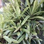 Aechmea caudata Blatt