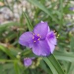 Tradescantia virginianaFlower