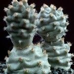 Tephrocactus articulatus 整株植物