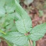 Cedronella canariensis Likasa