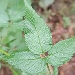 Cedronella canariensis Leaf