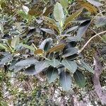 Ficus macrophylla 葉