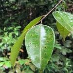Dryobalanops aromatica Leaf