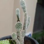 Opuntia microdasys Ŝelo