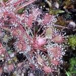 Drosera intermedia Lapas