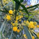 Acacia retinodes പുഷ്പം