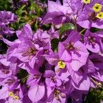 Bougainvillea glabraFlower