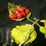 Crataegus pedicellata Hoja