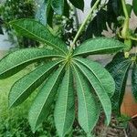 Jacaratia spinosa Folha