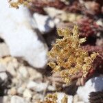 Petrosedum ochroleucum Fiore