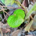 Petasites pyrenaicus Leaf