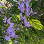 Pseuderanthemum grandiflorum Flor