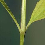 Phyla lanceolata 樹皮