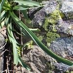 Bupleurum stellatum Habit