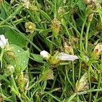 Petrorhagia saxifraga Kora